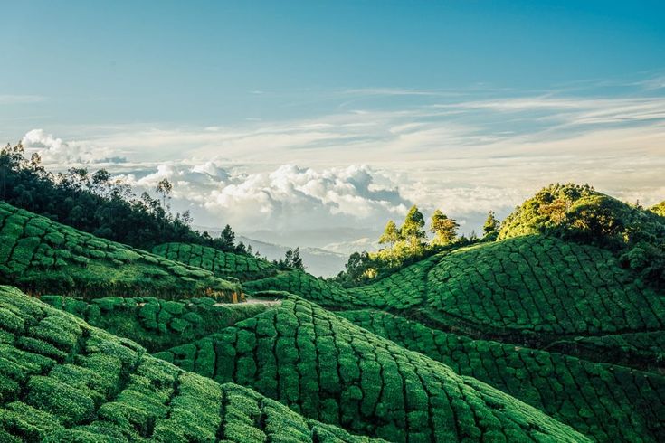 Kerala Tour Munnar Thekkady Alleppey